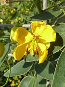 Senna corymbosa