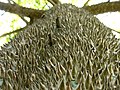 Stacheliger Stamm des Kapokbaumes (Ceiba pentandra)