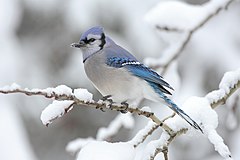 第三名： A Blue Jay (Cyanocitta cristata) in Algonquin Provincial Park, Canada. Mdf (GFDL)