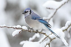 Blå skovskade Cyanocitta cristata