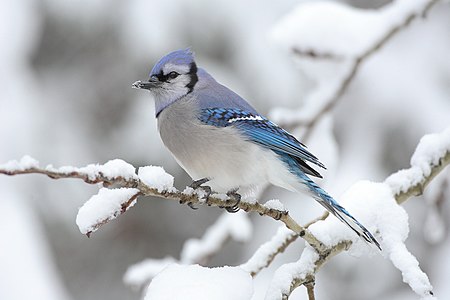 Blue jay, by Mdf