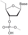 Deutsch: Struktur eines DNA-Monomers English: Structure of a DNA monomer