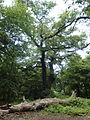 Stieleiche, ehemaliger Hutebaum im Schwanheimer Wald