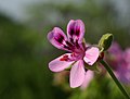 Pelargonium quercifolium-hybrid 'Fair Ellen'