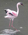 Lesser Flamingo