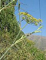 fennel flowers