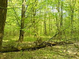 Grady Forest, Poland