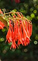 Fuchsia 'Gartenmeister Bonstedt'.