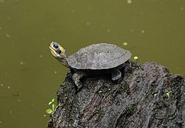 Indian Black Turtle (Melanochelys trijuga).jpg