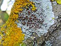 Lecanoraceae : Lecanora argentata