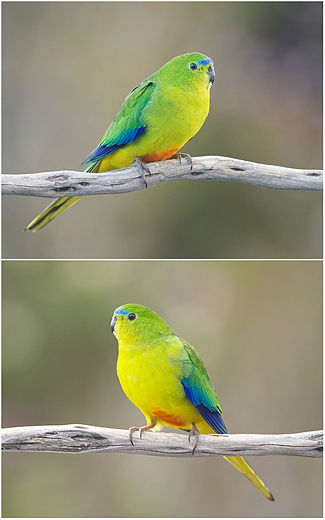 Orange-bellied parrot