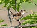 Image 87Marsh wren singing at Hammonasset Beach State Park