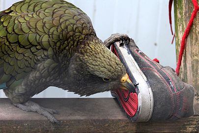 Kea (vogel)