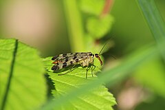 Emane Panorpa vulgaris