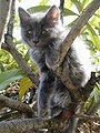 Petunia (cat on medlar tree)