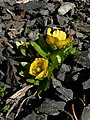 Ranunculus eschscholtzii