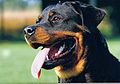 Rottweiler