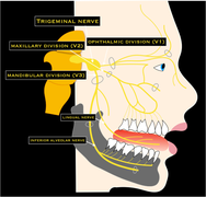 Schematic drawing of the trigeminal nerve.png