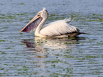 Breeding plumage, Vedanthangal, India