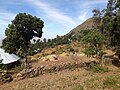 Threshing in Gumuara (Ethiopia)