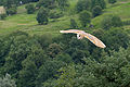 T. a. alba, Pyrénées, France