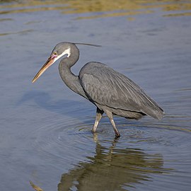 Slate grey morph, Bahrain