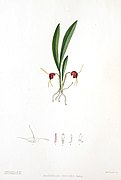 Masdevallia curtipes