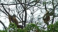 Wild Geoffroy's Spider Monkeys (Ateles geoffroyi), Guanacaste Province, Costa Rica.