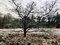 Drouwenerveld boswachterij Gieten-Borger