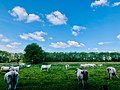 Zondagsbroek (Nationaal Park De Drentsche Aa)