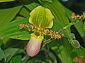 Flower of Paphiopedilum glaucophyllum