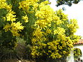 Mimosa (Acacia decurrens)