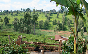 Agricultural landscape of Central Highlands, Kenya.png