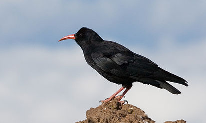 Pyrrhocorax pyrrhocorax barbarus