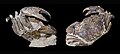 * Nomination Extinct species of crab from the Miocene --Archaeodontosaurus 16:50, 8 August 2010 (UTC) * Promotion very nice --Tasto 17:03, 8 August 2010 (UTC)