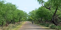 Bentsen-Rio Grande Valley State Park, Hidalgo County, Texas (15 April 2016)