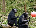 Bonobo (majike)