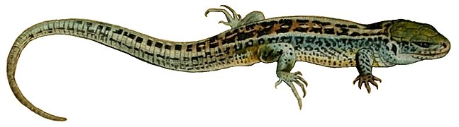 Brockhaus' Konversations-Lexikon (1892) (Lacerta agilis).jpg