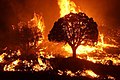 Image 10Wildfire burning in the Kaibab National Forest, Arizona, United States, in 2020. The Mangum Fire burned more than 70,000 acres (280 km2) of forest. (from Wildfire)