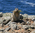 en:California_ground_squirrel