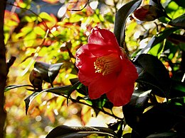 Japoninė kamelija (Camellia japonica)