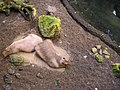 Français : Capybaras au Biodöme de Montréal English: Capybaras in the Montreal Biodôme