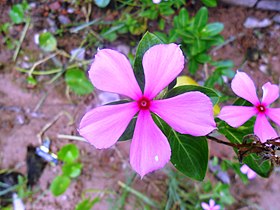 Catharanthus roseus