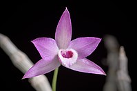 Dendrobium parishii