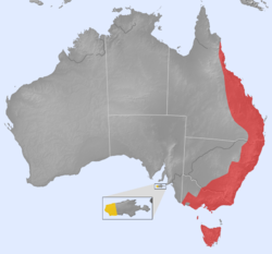 alt=Distribución de O. anatinus (en rojo: nativo, en amarillo: introducido).[1]​ Sinonimia Platypus anatinus Shaw, 1799 O. novaehollandiae Lacépède, 1800 O. paradoxus Blumenbach, 1800 O. fuscus Péron, 1807 O. rufus Péron, 1807 O. crispus Macgillivray, 1827 O. laevis Macgillivray, 1827 O. brevirostris Ogilby, 1832 O. anatinus phoxinus Thomas, 1923 O. anatinus triton Thomas, 1923 Fuente: Australian Faunal Directory[3]​