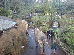 Elephants walking through the zoo with zookeepers.