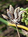 Esquizocarpos de mericarpios en Apiaceae. En esta familia el esquizocarpo consta de dos mericarpios unidos por un carpóforo. Los dos mericarpios se separarán a la madurez.