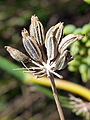 Fruits in situ close up