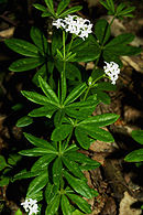 Hojas verticiladas en Galium odoratum