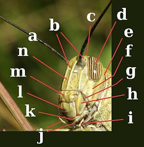 Kop van Rechtvleugeligen, Veldsprinkhanen. a:antenne; b:ocelli; c:vertex; d:samengesteld oog; e:occiput (achterkant van de kop); f:gena (wangen); g:pleurostoma (deel van het subgenale gebied boven de mandibel); h:mandibel; i:labiale palp; j:maxillaire palpen; k:maxilla; l:labrum; m:clypeus; n:frons.